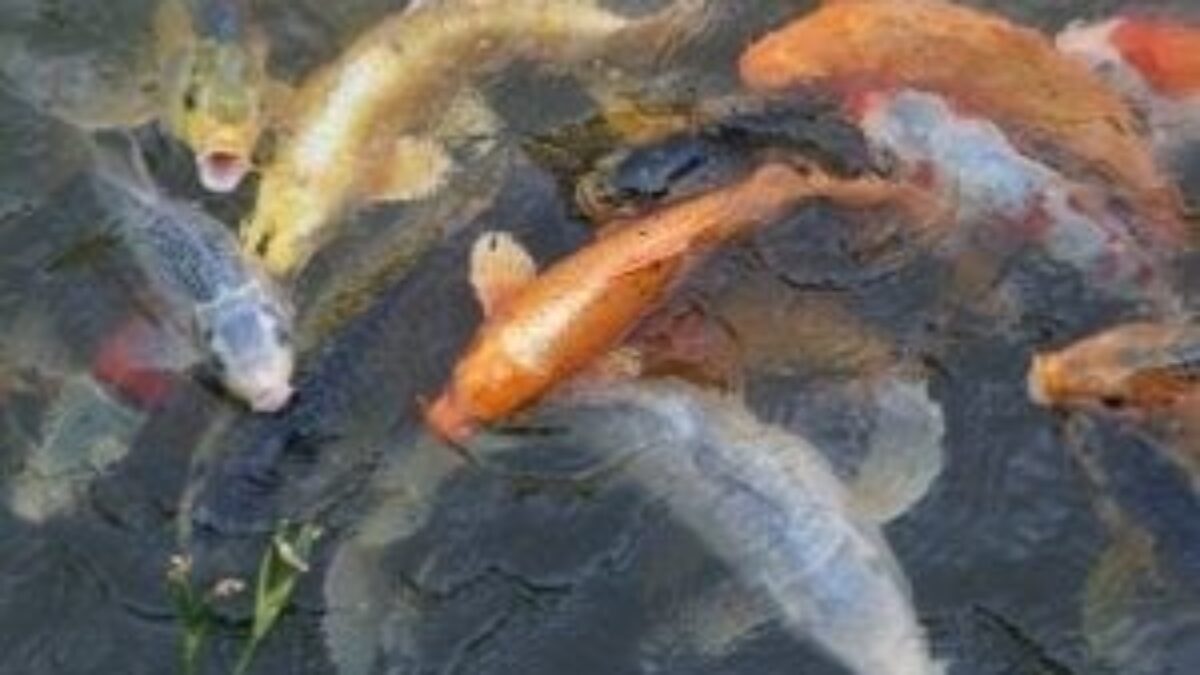 pond fish in winter