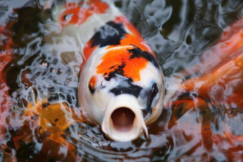 Koi experts in Denver