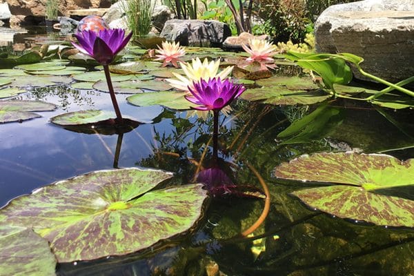 blog-lilys-pond - Art of the Yard Water Clarity in Natural Swimming Ponds: What to Expect and How to Achieve It - Art of the Yard