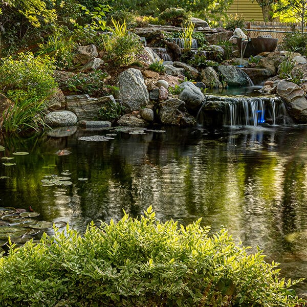 Dedicated Koi Ponds - Art of the Yard